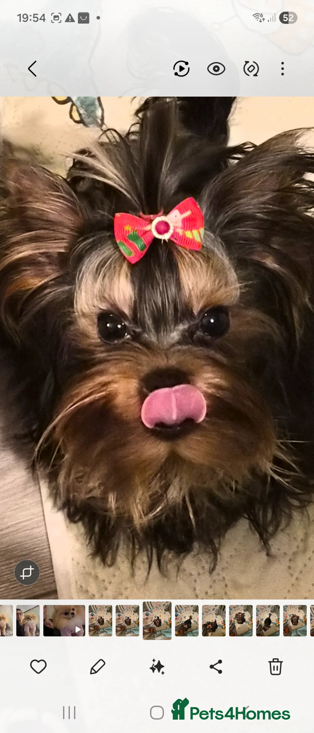 Yorkshire Terrier dogs for sale: 💝💝Two Side Champion Line Little Boy💝💝 - Advert 1