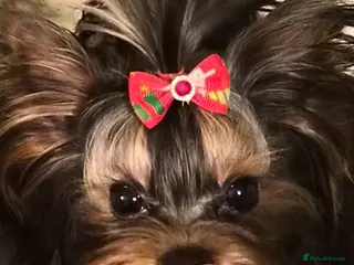 Yorkshire Terrier dogs 💝💝Two Side Champion Line Little Boy💝💝 - Advert 21