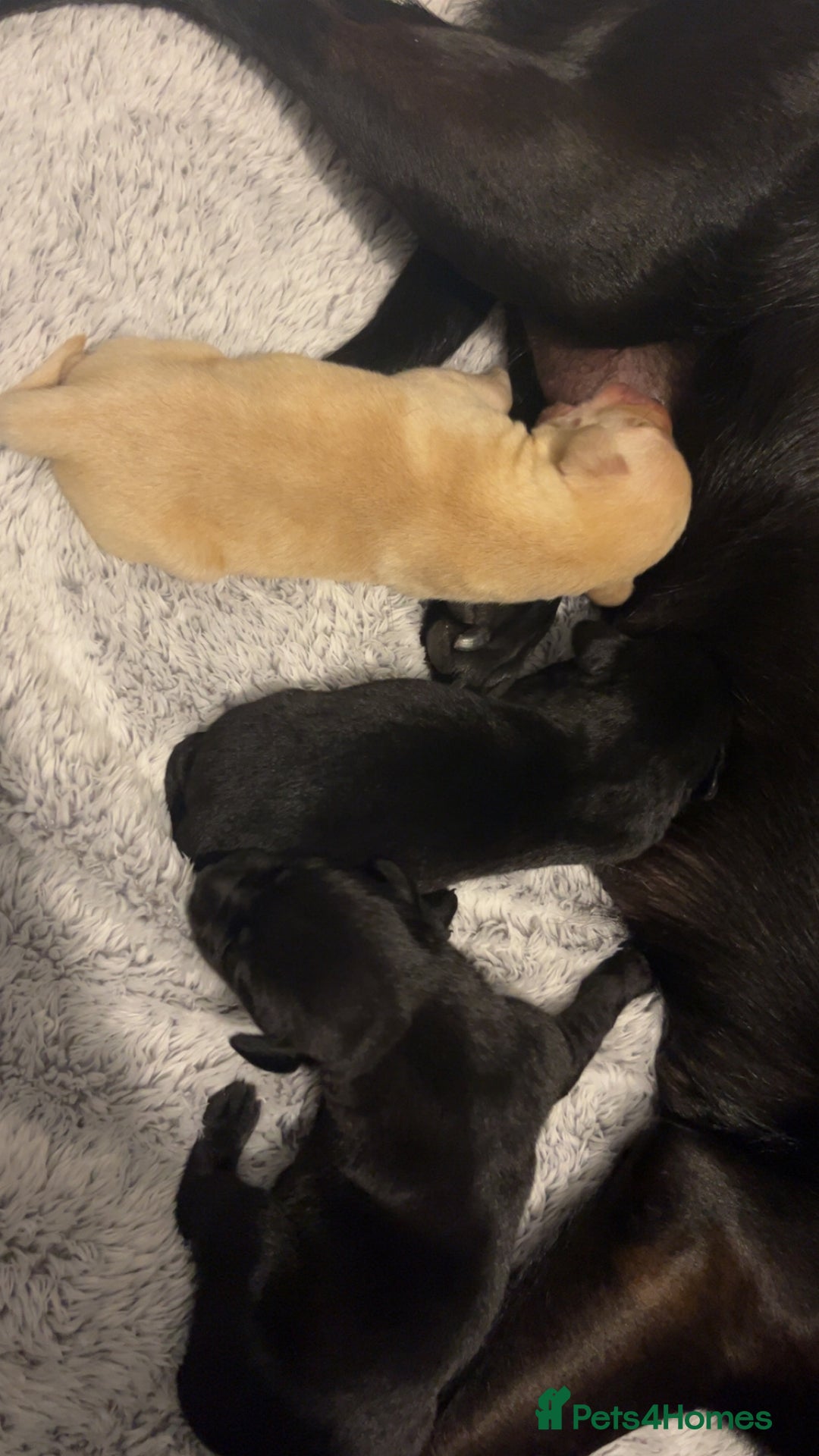 Labrador Retriever dogs for sale: Most beautiful litter of Labradors  - Image 12