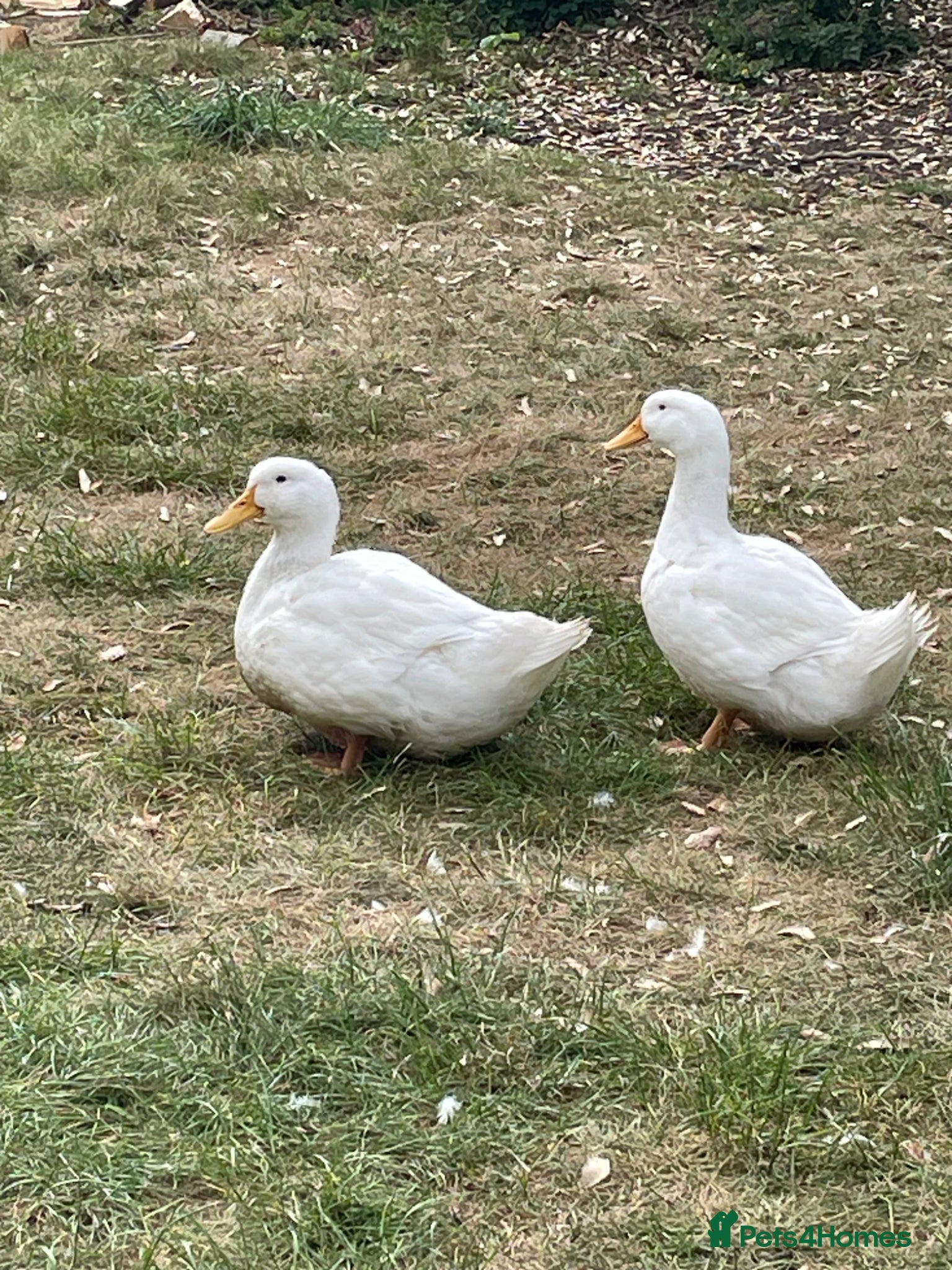 Ducks poultry Lovely Pair of Pekin Ducks - Advert 1