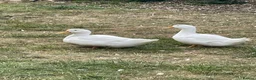 Ducks poultry for sale: Lovely Pair of Pekin Ducks in East Molesey - Advert 1