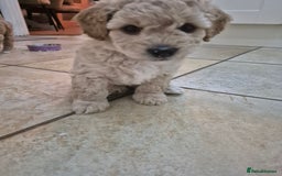 Mixed Breed dogs for sale: *** STUNNING WESTIEPOO PUPS*** - Image 6