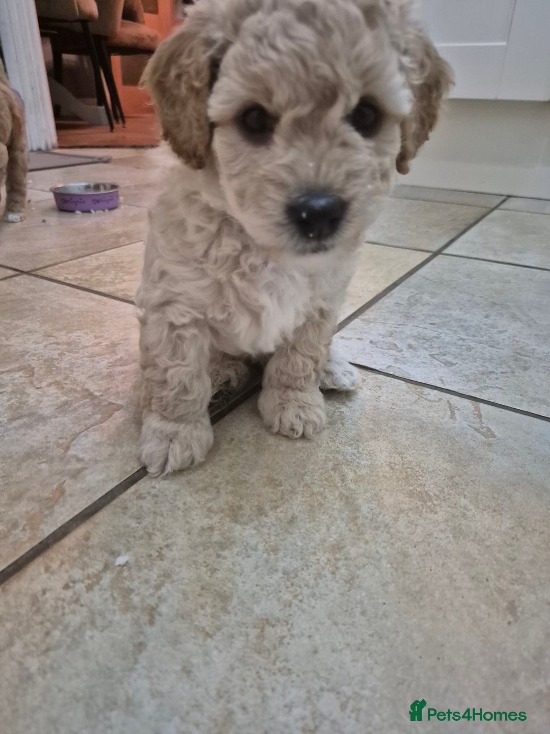Mixed Breed dogs for sale: *** STUNNING WESTIEPOO PUPS*** - Image 6
