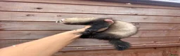 Ferret rodents for sale: 1 sable semi hob left 9 weeks old - Advert 7