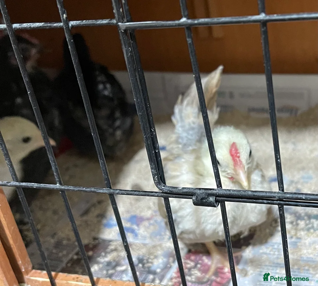 Chickens poultry for sale: Mini Serama Chicks - Advert 6