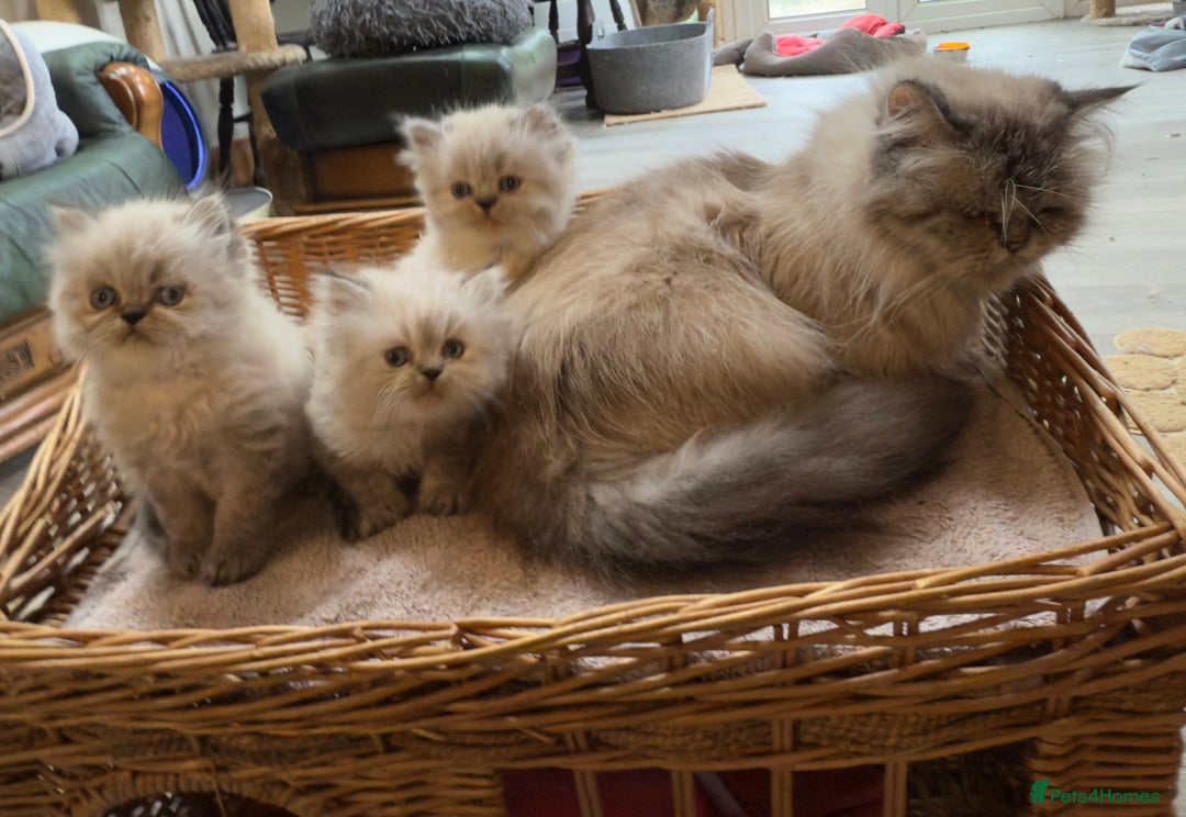 Persian cats for sale: Persian Colorpoint Seal Tabby Point kittens - Image 6