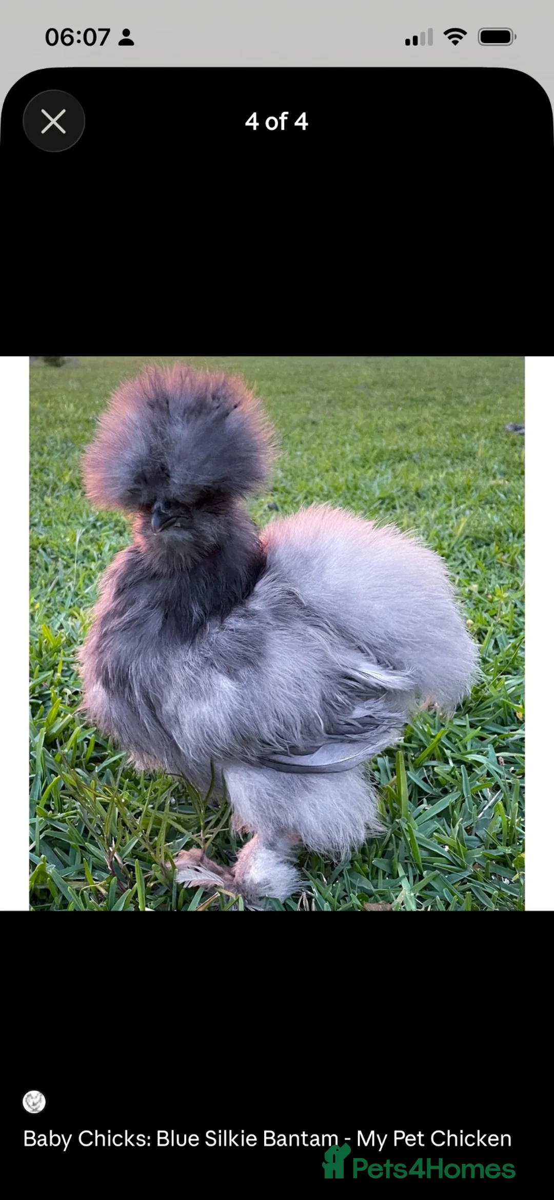 Chickens poultry for sale: 🐣 Silkie Bantam Chicks — Hatching Soon!  in Glasgow - Advert 3
