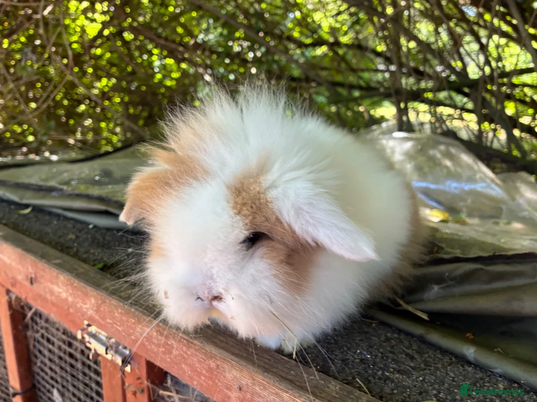 Lionhead rabbits for sale: 4 minilop babies & 1 lionlop girl  - Advert 1
