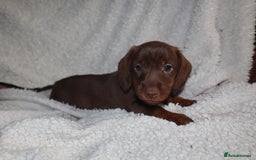 Dachshund dogs for sale: Dachshund puppies available now💙❤️ - Image 2