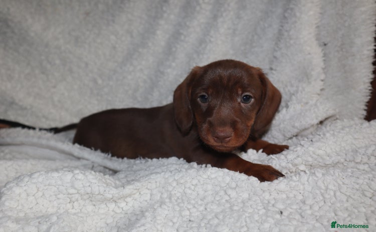 Dachshund dogs - Advert 1