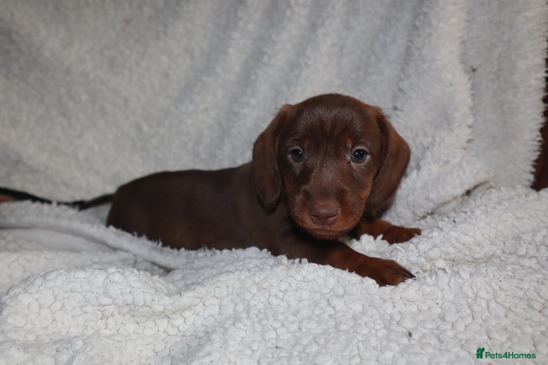 Dachshund dogs for sale: Dachshund puppies available now💙❤️ - Image 2