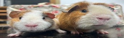 Guinea Pig rodents for sale: Gorgeous Pair of Teddy Boars  - Advert 1