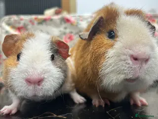 Guinea Pig rodents Gorgeous Pair of Teddy Boars - Advert 17