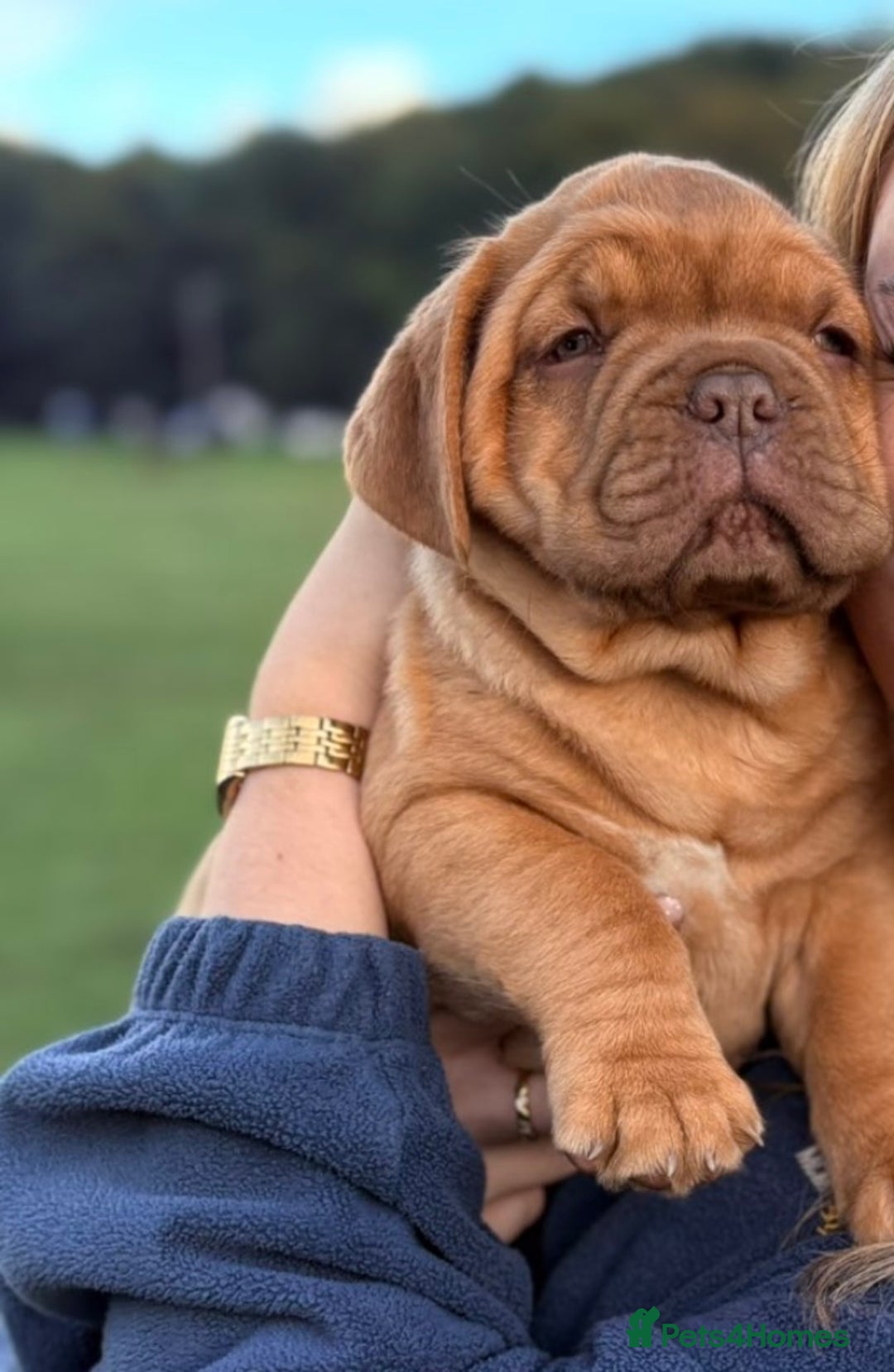 Dogue De Bordeaux dogs for sale: 🐾 Dogue de Bordeaux – Chunky True type- Ready 🐾 - Image 7