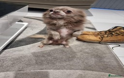 Chihuahua dogs for sale: Lilac Long Hair Chihuahua  - Image 4