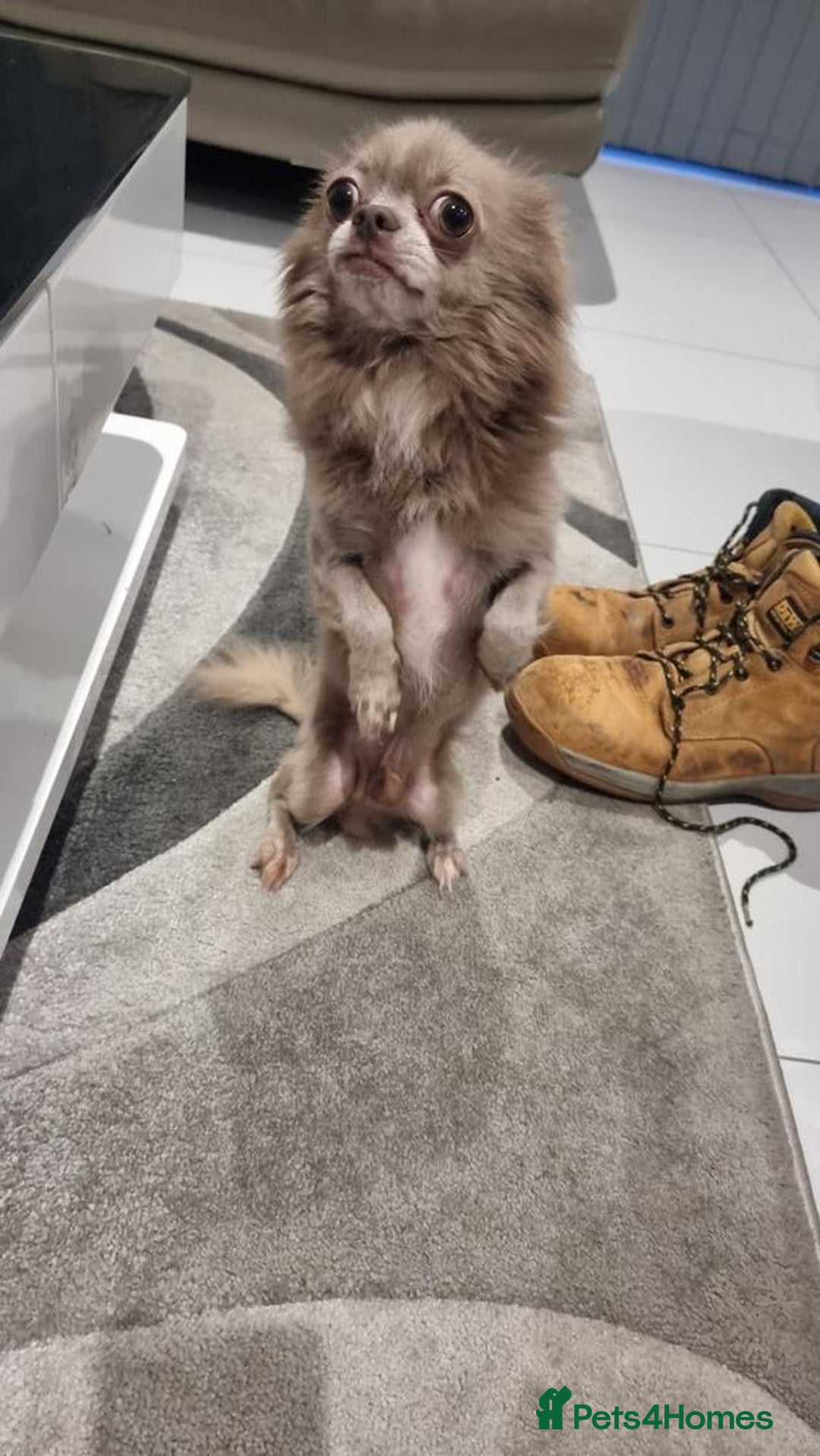 Chihuahua dogs for sale: Lilac Long Hair Chihuahua  - Image 4