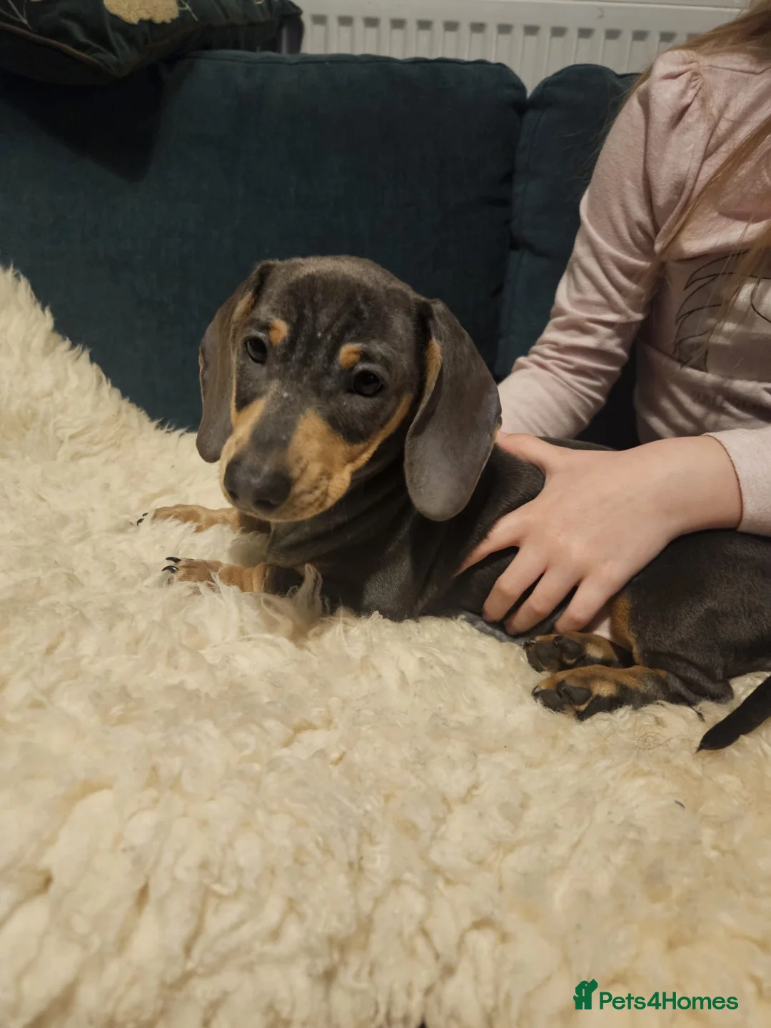 Miniature Dachshund dogs for sale: All homed ☺️Miniature Daschund puppies - gorgeous! - Advert 1