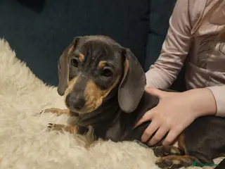 Miniature Dachshund dogs Miniature Daschund puppies - gorgeous! - Advert 17
