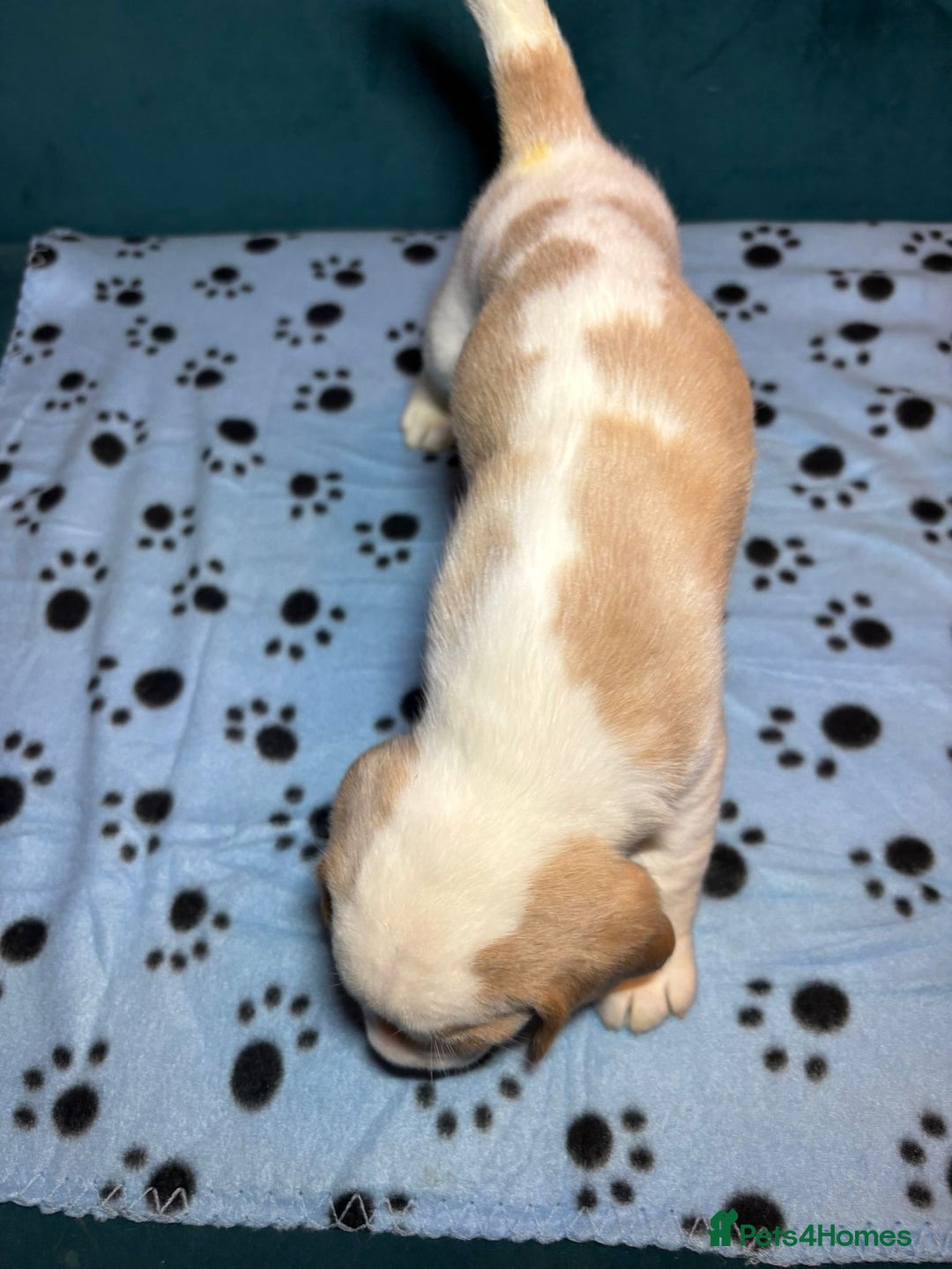 Beagle dogs for sale: Adorable Beagle Puppies for Sale - Advert 27