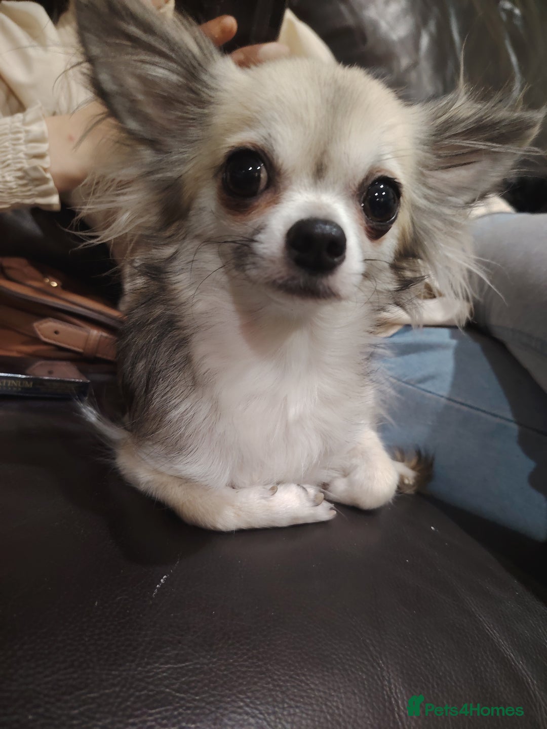 Chihuahua dogs for sale: Mini chihuahua - Advert 2