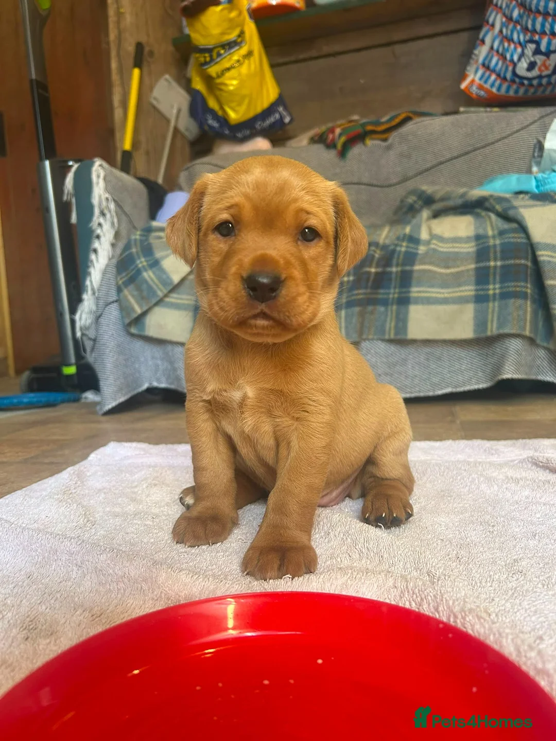 Labrador Retriever dogs for sale: 2 female fox red labrador pups in Southam - Advert 2