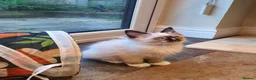 Ragdoll cats for sale: 💕Beautiful GCCF Registered Ragdoll Kittens. - Advert 12