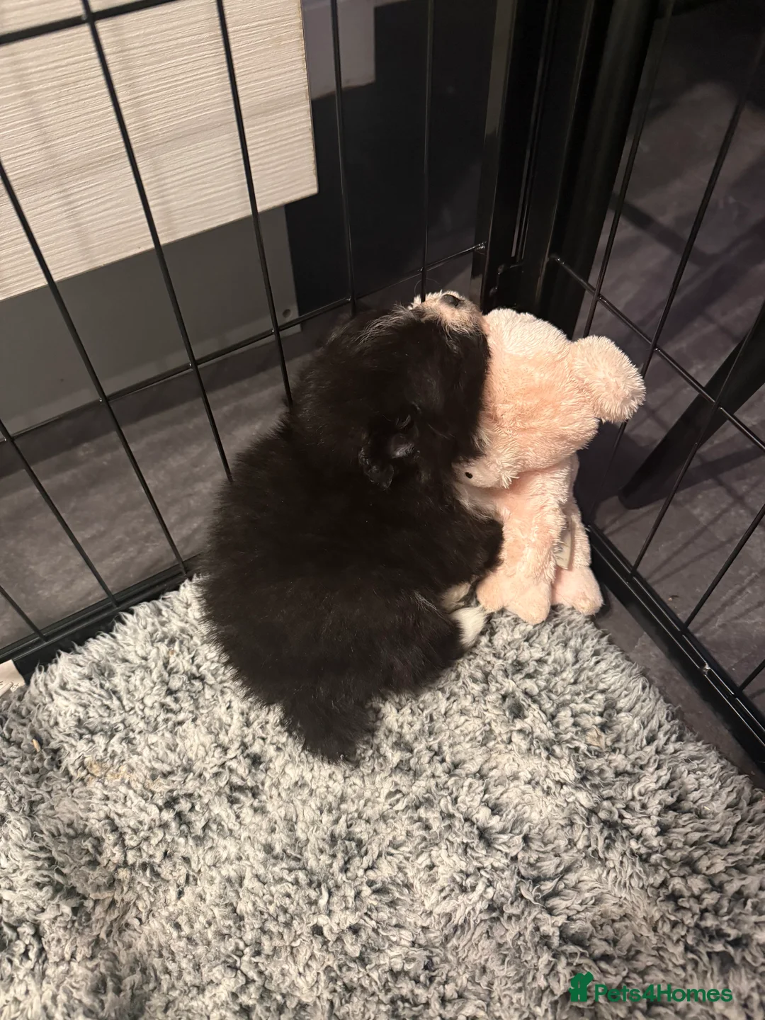 Pomeranian dogs for sale: X2 Pomeranian boys  - Advert 1