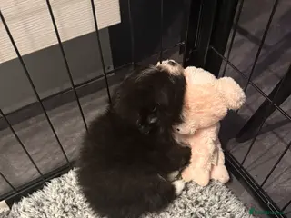 Pomeranian dogs X2 Pomeranian boys - Advert 1