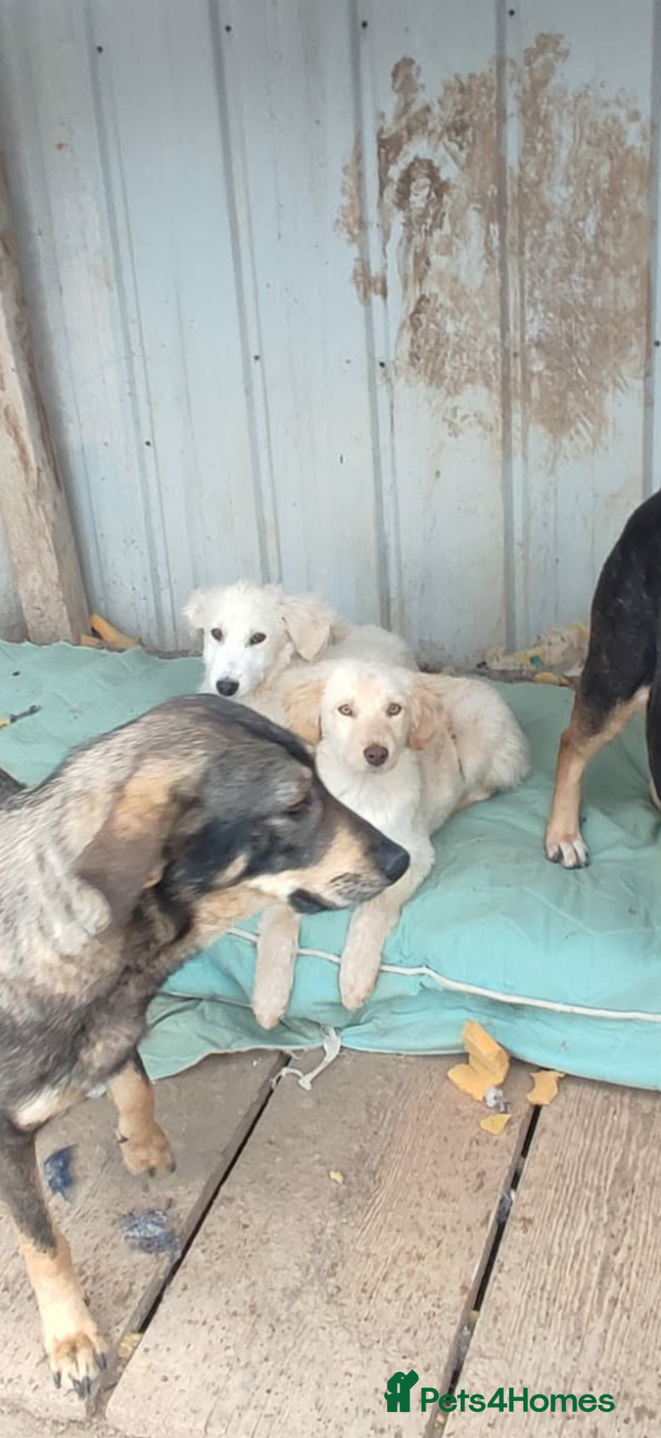 Benji — Mixed Breed