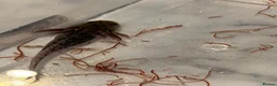 Axolotl reptiles for sale: 12 Axolotls ready to go 3 months old  - Advert 17