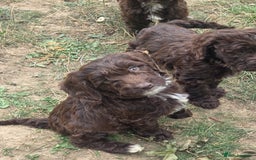 Cockapoo dogs for sale: Gorgeous Cockerpoo puppies  - Image 16