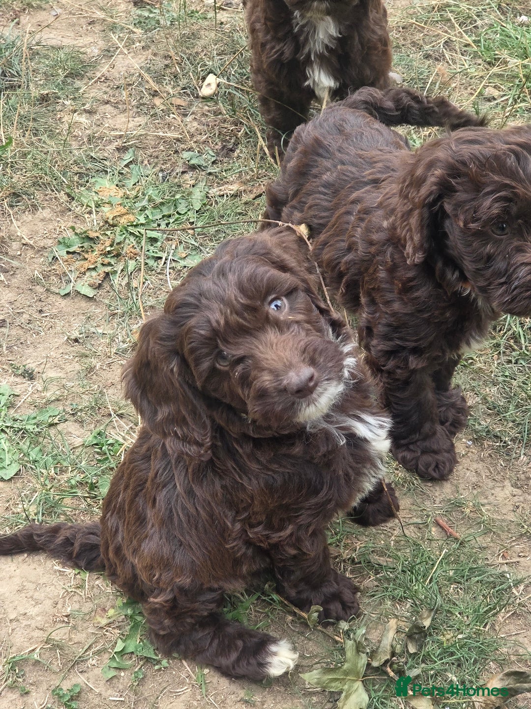 Cockapoo dogs for sale: Gorgeous Cockerpoo puppies  - Image 16