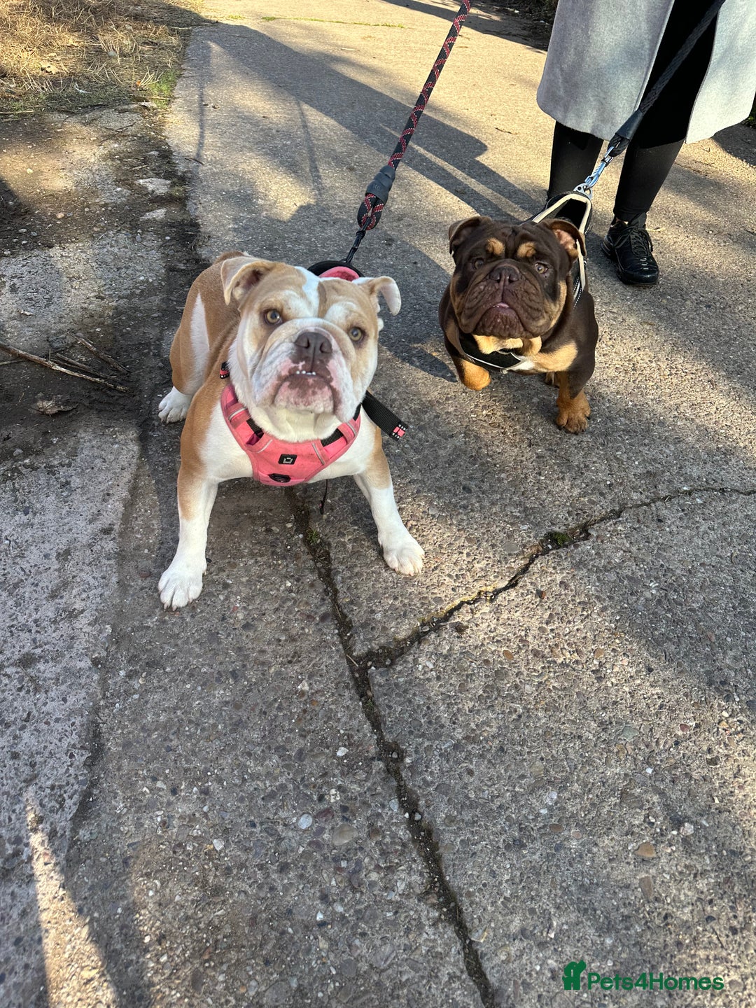 English Bulldog dogs for stud: KC registered chocolate and tan stud  in Birmingham - Advert 3