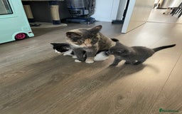 Domestic Shorthair cats for sale: Black/white female kitten 7 weeks old - Image 7