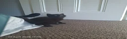 Mixed Breed cats for sale: Kittens for sale  - Advert 5