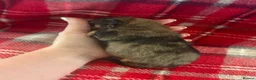 Pomchi dogs for sale: Pomchi Puppies - Advert 16