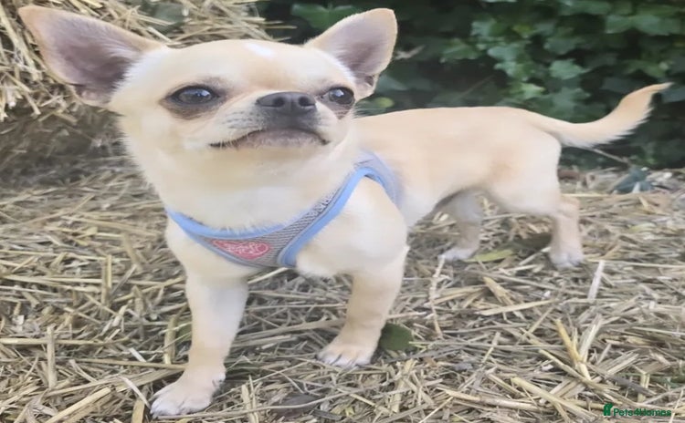Chihuahua dogs - Advert 1
