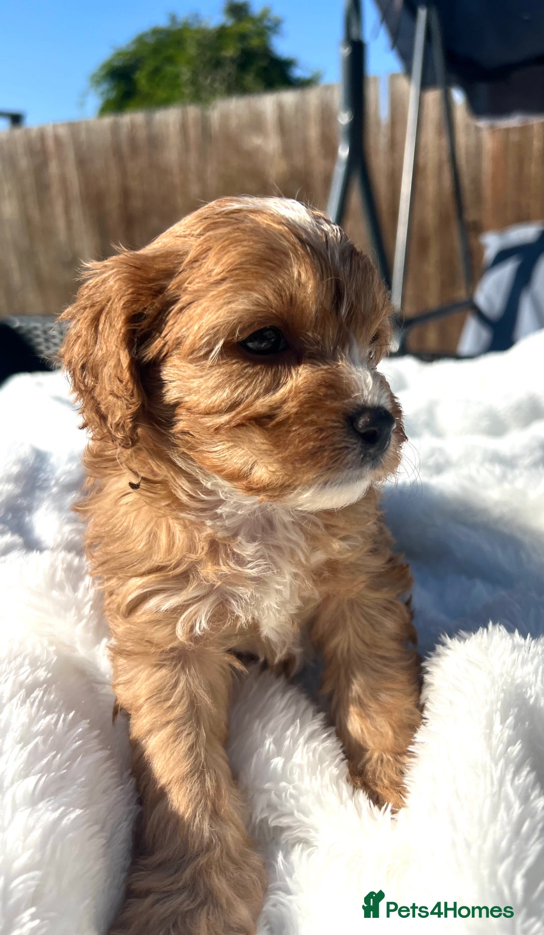 Cavapoo dogs for sale: ⭐️ Black & Tan Female Toy Cavapoo ⭐️ - Image 17
