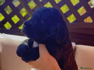 Bernedoodle dogs Top Quality BERNEDOODLE Puppies - Advert 9