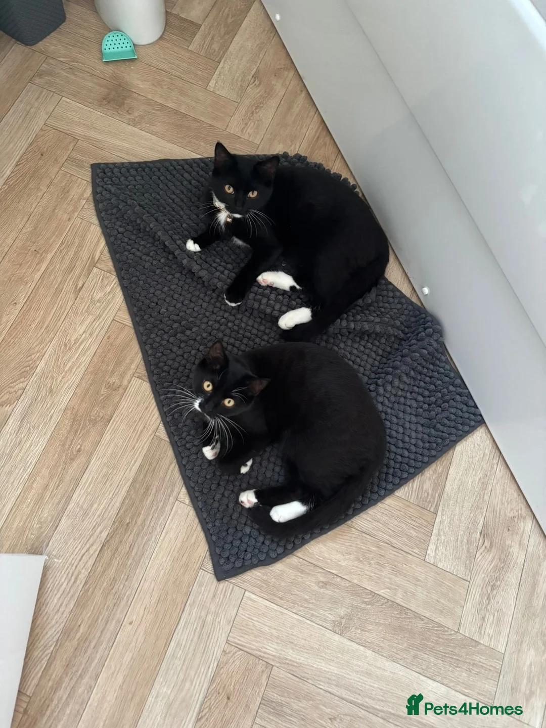 Mixed Breed cats for sale: 2 Cats for sale in Nottingham - Advert 5