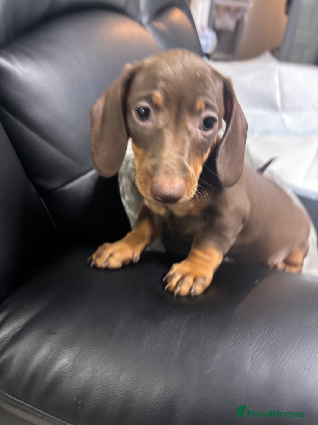 Miniature Dachshund dogs for sale: Beautiful Miniature Dachshunds  - Image 19