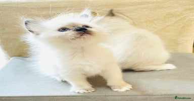 Ragdoll cats - Advert 4