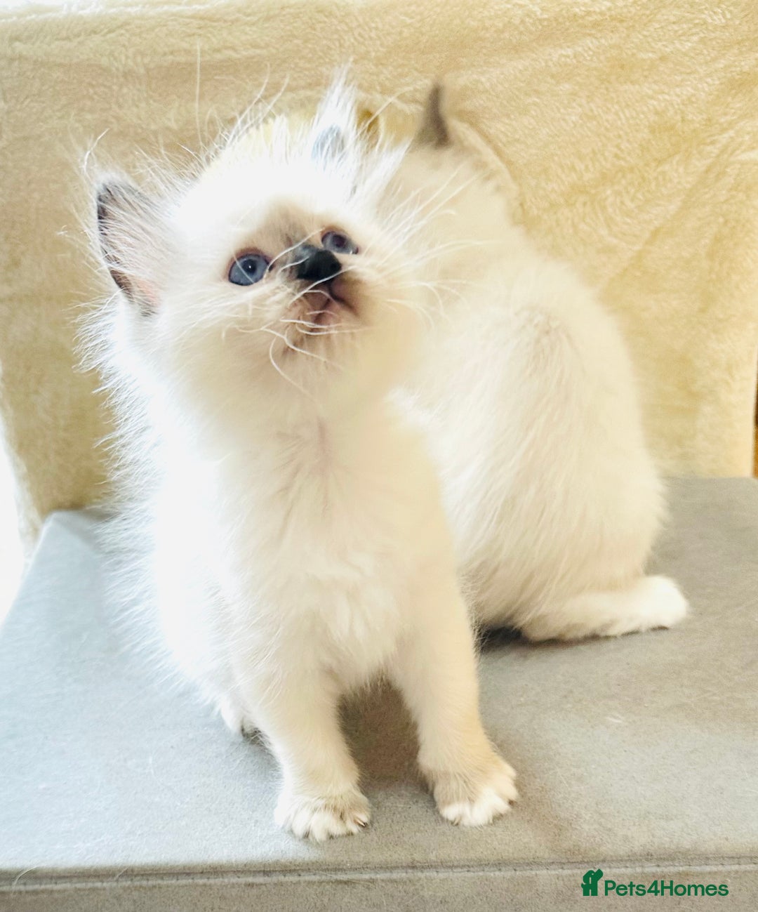 Ragdoll cats for sale: Pure breed GCCF Registered ragdolls - Image 4