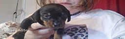 Jackshund dogs for sale: Jackshund puppies in Wellington - Advert 3