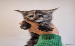 Maine Coon cats for sale: Maine Coon Kittens for sale - Image 10