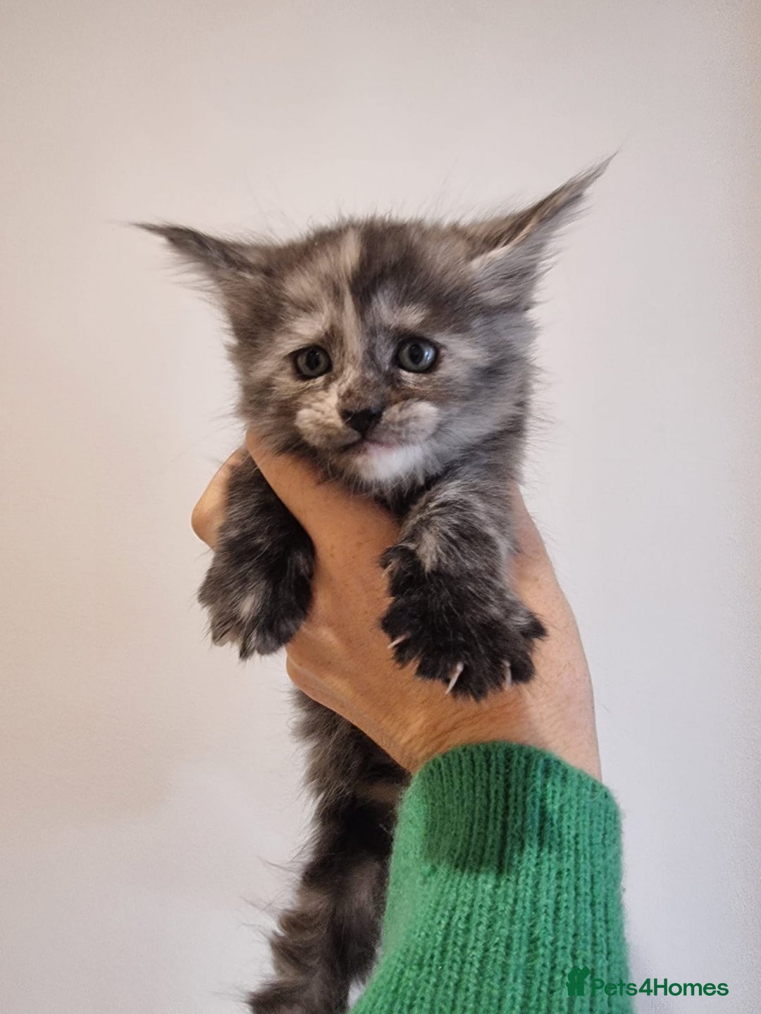 Maine Coon cats for sale: Maine Coon Kittens for sale - Image 10