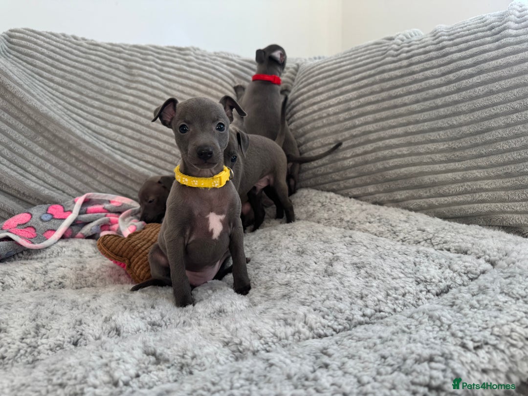 Italian Greyhound dogs for sale: KC registered blue Italian greyhounds for sale - Advert 27