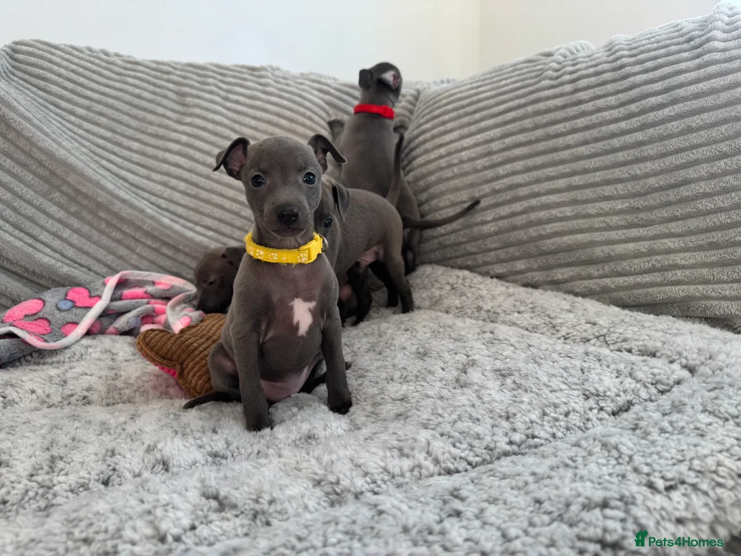 Italian Greyhound dogs for sale: KC registered blue Italian greyhounds for sale - Advert 27