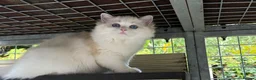 Ragdoll cats for sale: Last litter girl ready to leave  - Advert 11