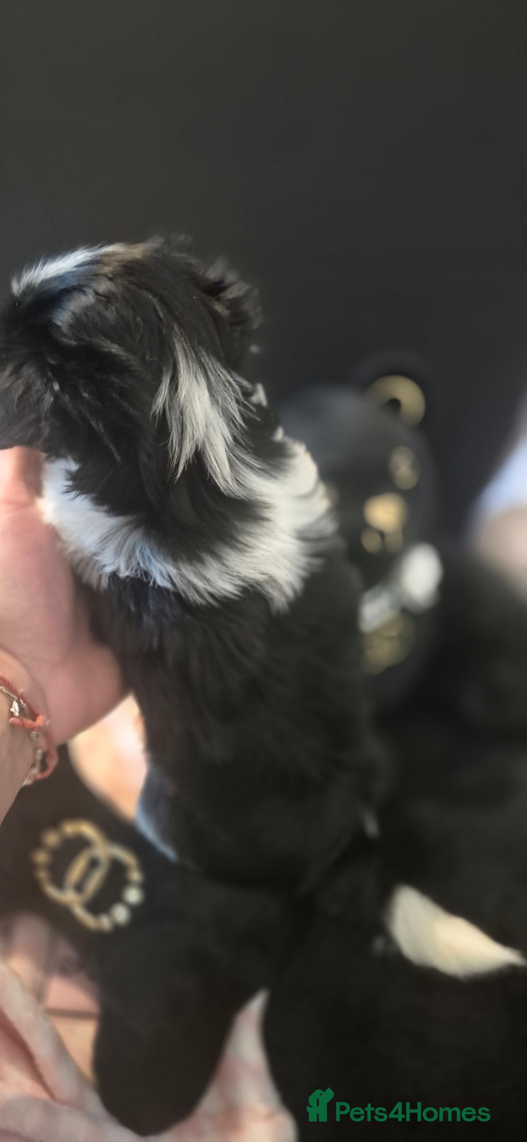 Yorkshire Terrier dogs for sale: Beautiful Biewer Yorkshire terrier puppies  - Advert 15